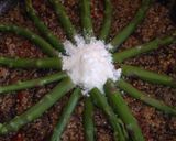 Foto del paso 12 de la receta: Risotto sin arroz con espárragos
