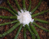 Foto del paso 12 de la receta: Risotto sin arroz con espárragos