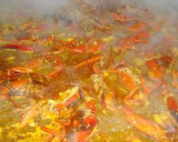 Foto del paso 11 de la receta: 🇪🇸 Paella de arroz con bogavante 🇪🇸