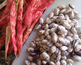 Foto del paso 1 de la receta: Ensalada de judías moradas frescas