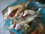 Sopa de bagre (pescados)