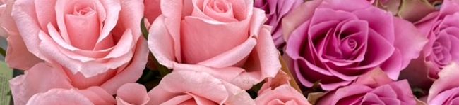 Marwa Al-janabi 's header image