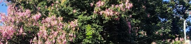 Imagen de portada de Saconi