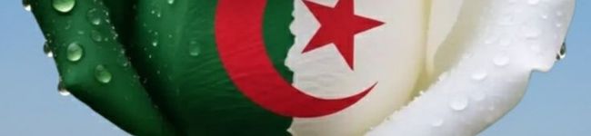 ❤رتاج 🫶🏻 للطبخ 🌹🇩🇿🇩🇿🇩🇿's header image