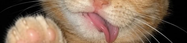Sully kha's header image