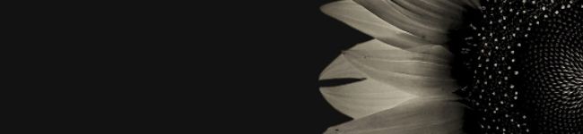 Petra's header image