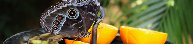 Maria Ther. 's header image