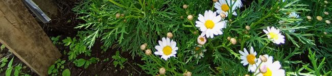 Megah's header image