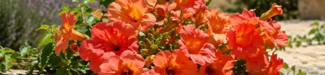 🦋Sophie M...🌺🌺's header image
