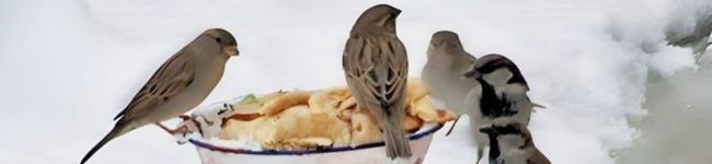 L'image d'en-tête de خانم نادری🇮🇷