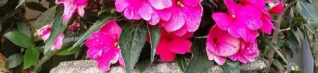 Fiorella 's header image