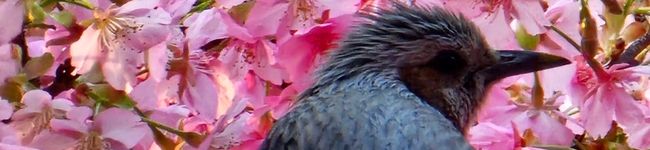 William's header image