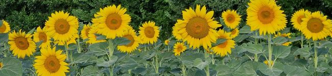 Gabriella Gál's header image