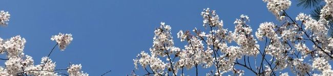 Cicilia's header image