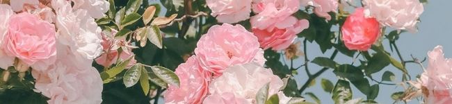 نهال‌بانو's header image