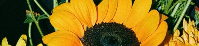 Nabilla Bamuzaham's header image