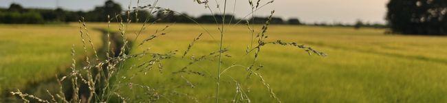 Bảo Bình 's header image