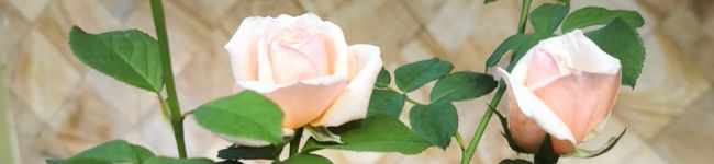 🍒Astri Anjar🍍's header image