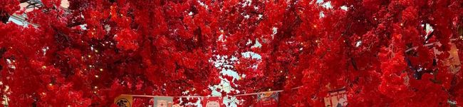 Nhinie Tjong's header image