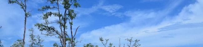 Widjie Astuti's header image