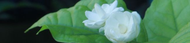 Nguyễn Hoàng Yến 's header image
