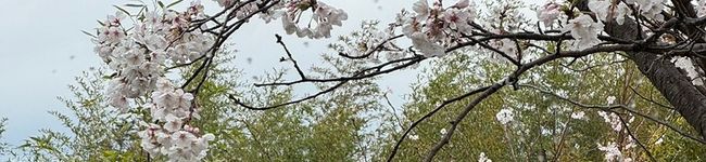Aki's header image