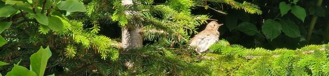 Gabriella Gál's header image