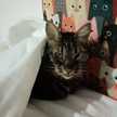 Soledad LoveCats