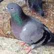 Joy injabo Mystery Bird Farm