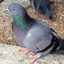 Joy injabo Mystery Bird Farm