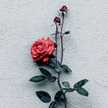 Noor Ur Ain