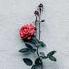 Noor Ur Ain Noor Ur Ain