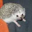 hedgehog