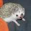 hedgehog