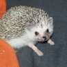 hedgehog hedgehog