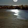 COYOTE 