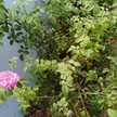 Reeshma Fathima 