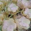 Nassi Zeroual ( ام كوثر ويونس)