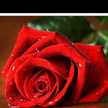 Manoo Mughal