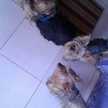 Romi 