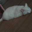 Relax & Animales