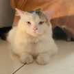 Firna Alfia