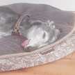 Daisy Dolittle