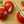 Tomato Tomato