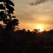 Mayang