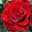 Patricia Flores Patricia Flores