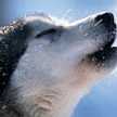 wildwolf wolfy