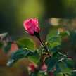 امـــل محمــد