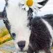 Jingle Goats