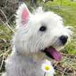 Tula Westie Madrid